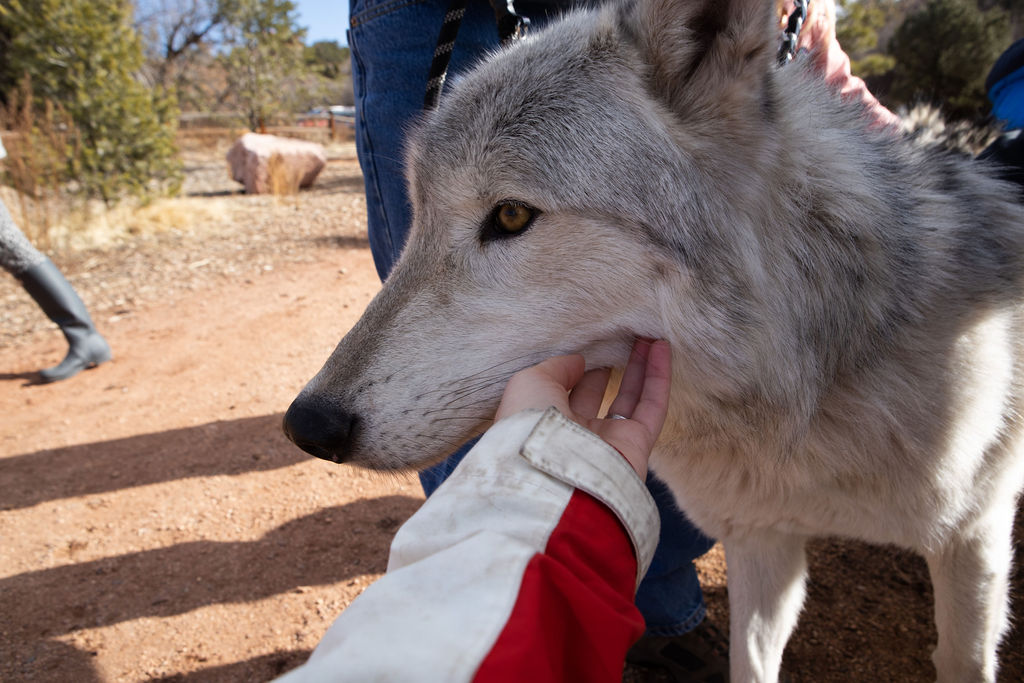 learning about wolves in Colorado Springs Real Red Riding Hoods forest school
